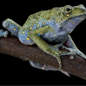 Malaysische Baumkröte, Rentapia flavomaculata Abverkauf